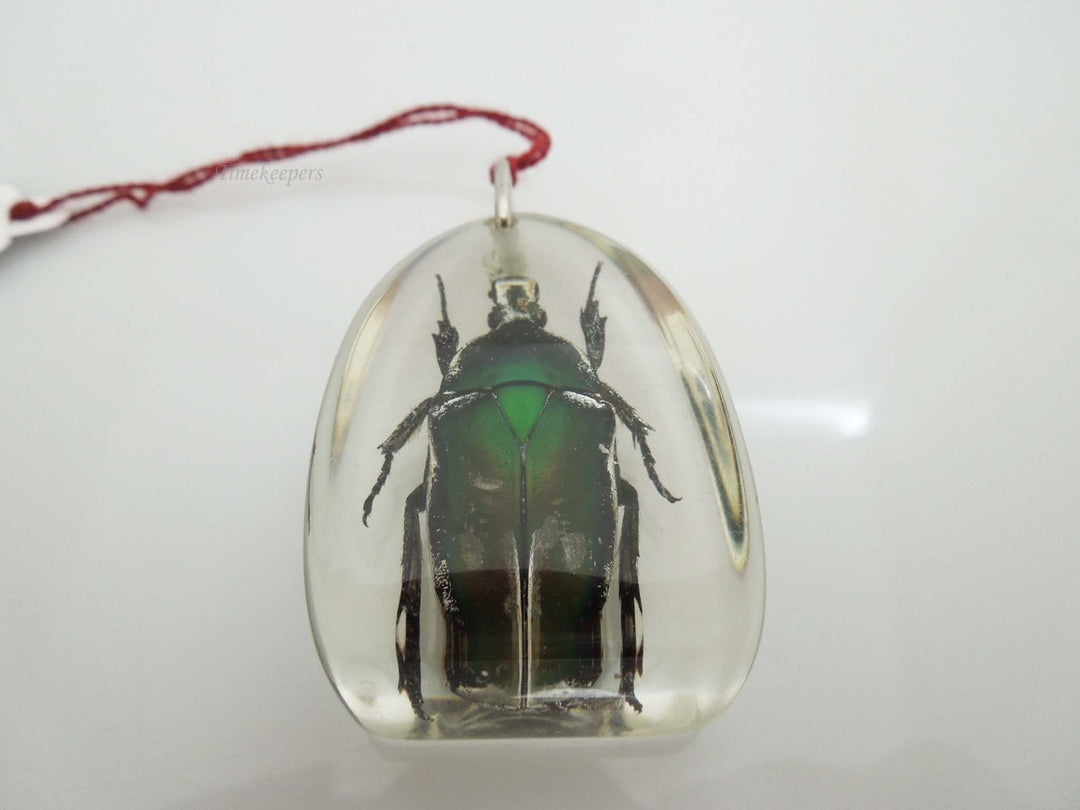 g678 Intriguing Encased Rose Chafer Beetle Bug Pendant